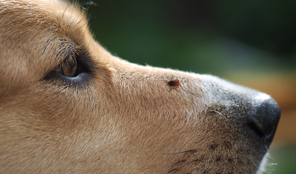 A close-up of a dog’s face with a ladybug resting on its nose